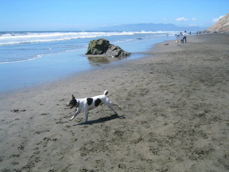 Bailey dog beach