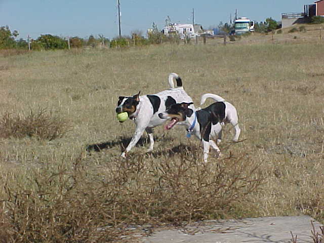 Bailey and Frisco