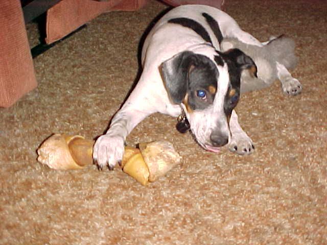 Bailey w bone and toy