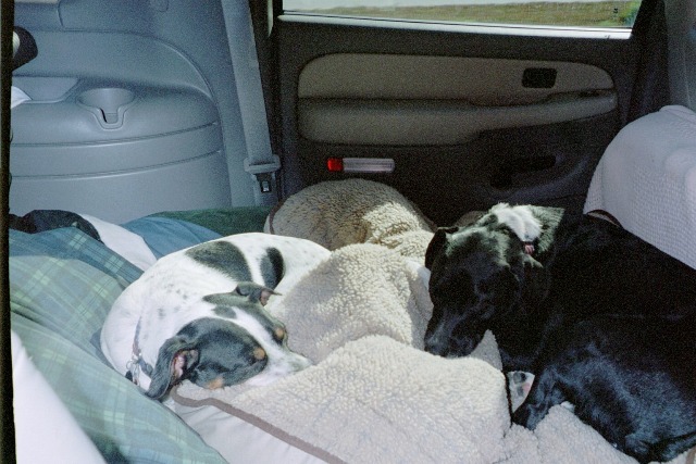 Max and Bailey sleep in car