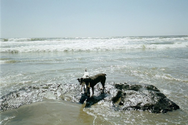 Max and Bailey in water