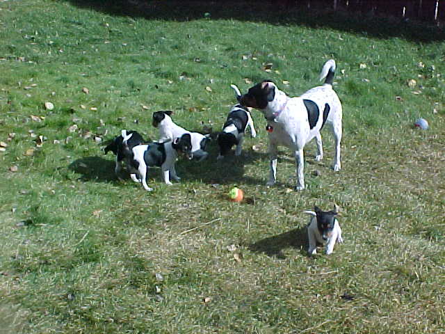 Bailey with puppies