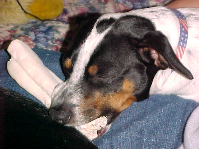 Bailey sleep with bone