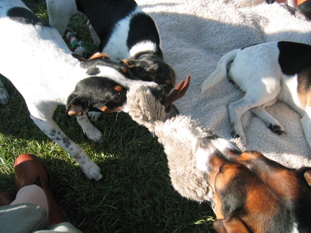 farmdogs play pen