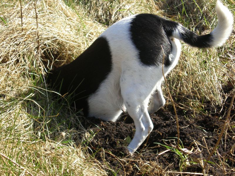 Maddy p musejagt i marken