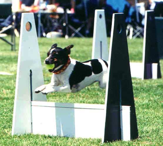 Grdhunde i flyball