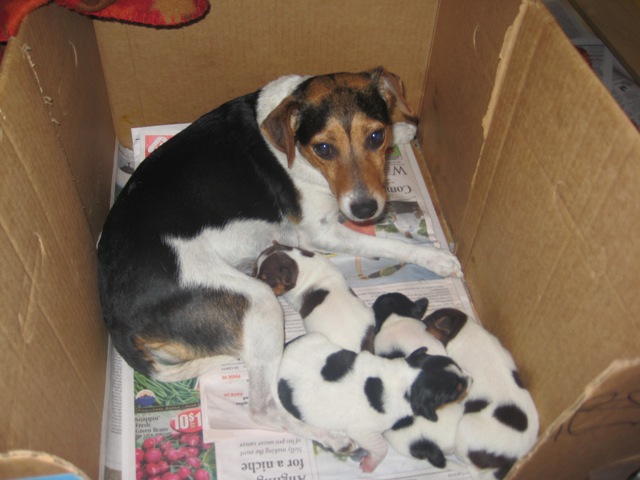 Greta not posing with pups