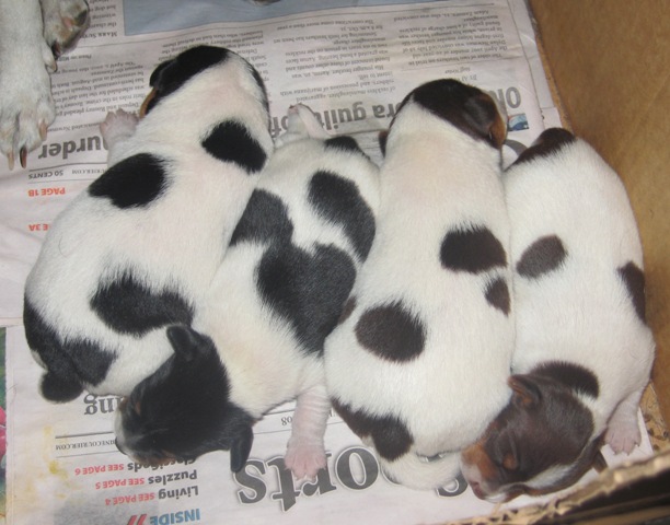 The 4 puppies