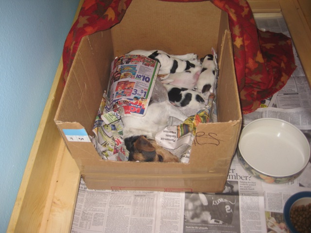 Greta and puppies 2wks