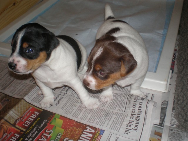 Kit Carson and Silverheels