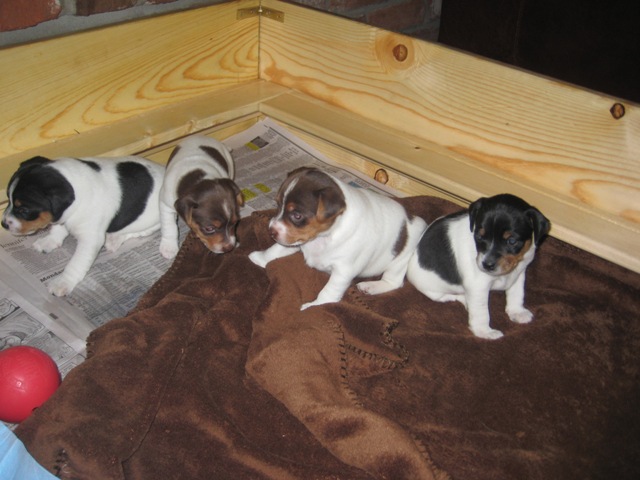 Puppies in box 4 wks