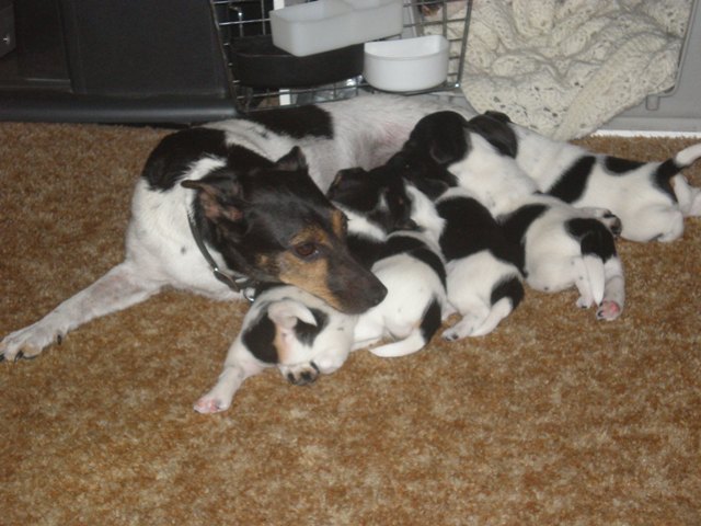 Feeding at 4 weeks on the floor