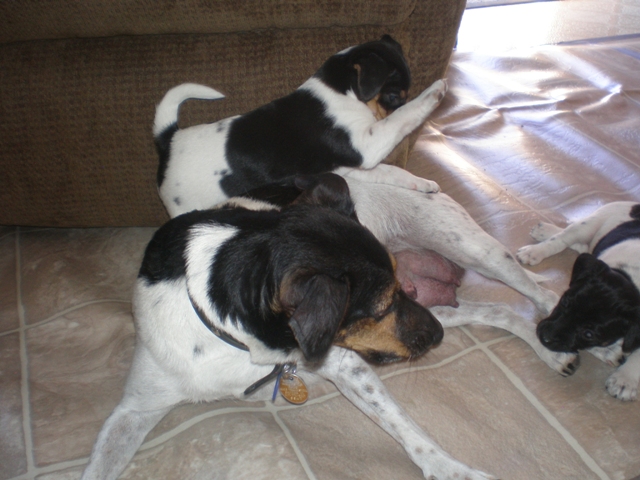 Kikka playing with the puppies