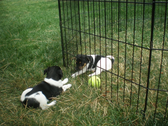 Daphne and Dudley