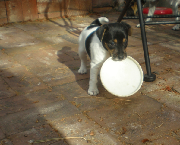 Daphne and her disc