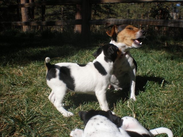 Carson play with Greta