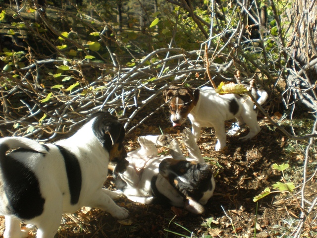 Daphne and Silverheels