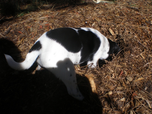 Dory digging