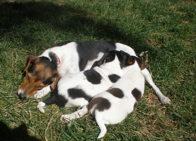 Silverheels and Kit Carson with Greta