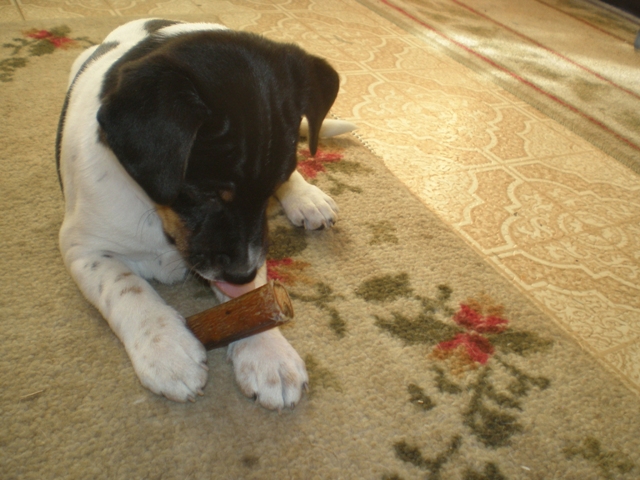 Donald with bone