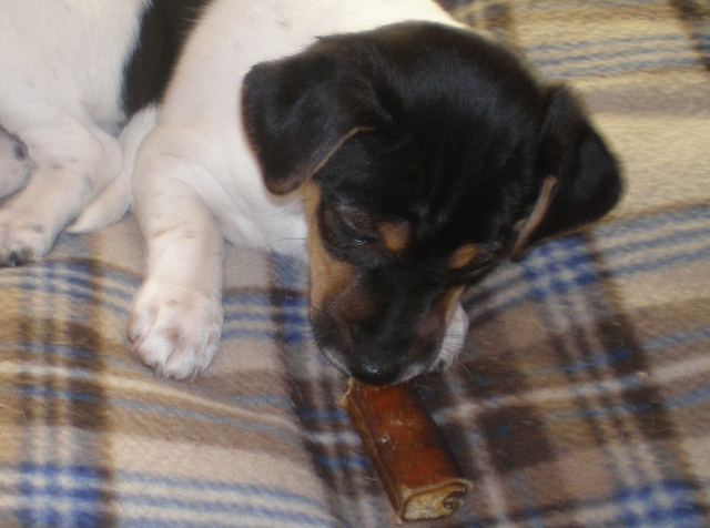 Daphne with bone