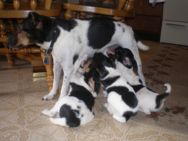 Kikka feeds on kitchen floor