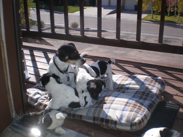 Maddy with pups on porch