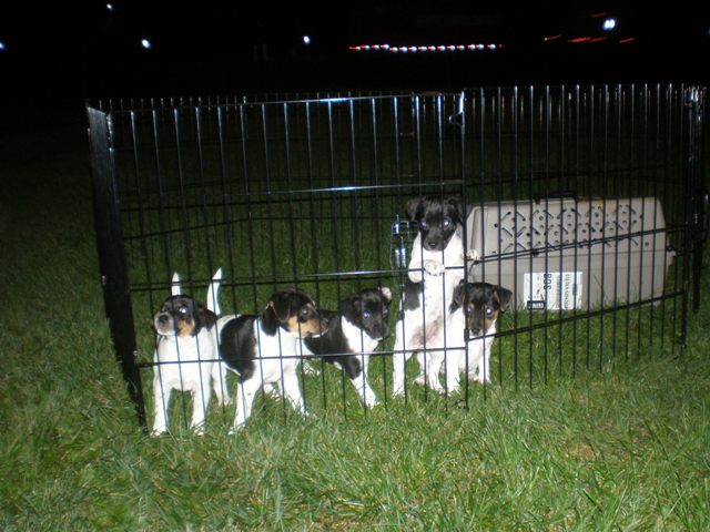 The mobile puppy pen