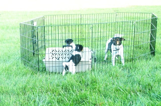 The mobile puppy pen2