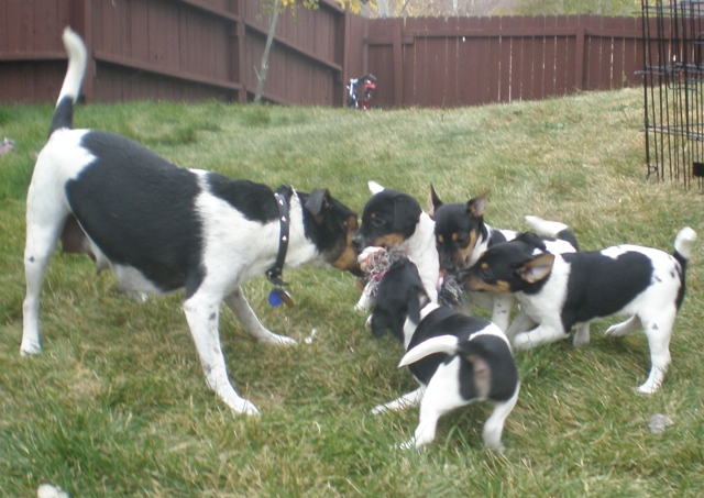 Kikka playing with pups