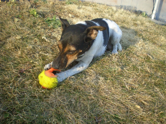 Kikka w old torn ball