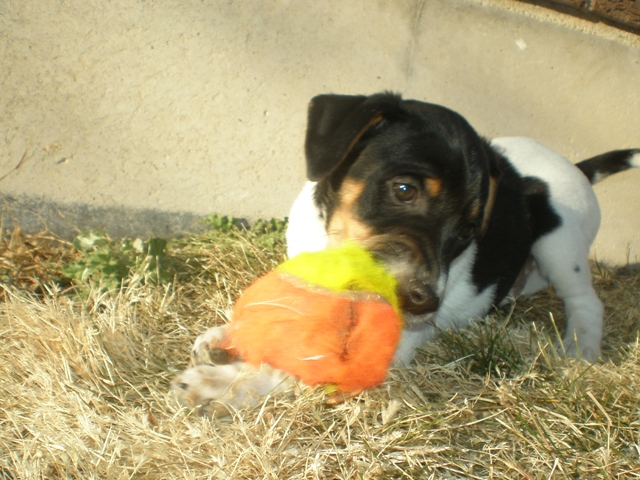 Donald with ball