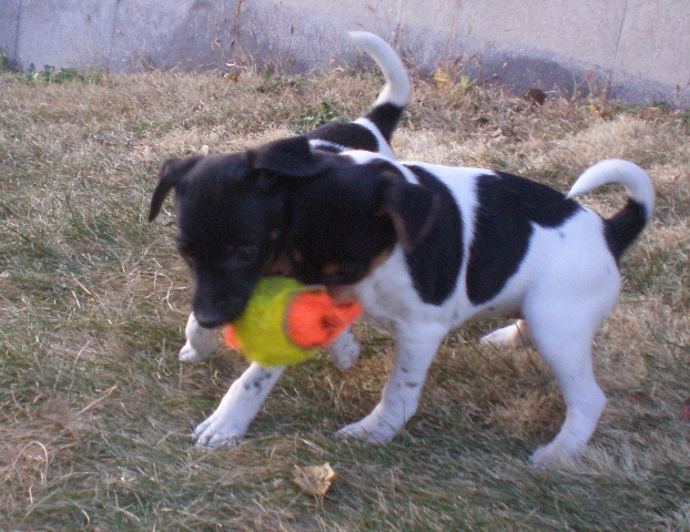 Dory and Daphne fight for ball