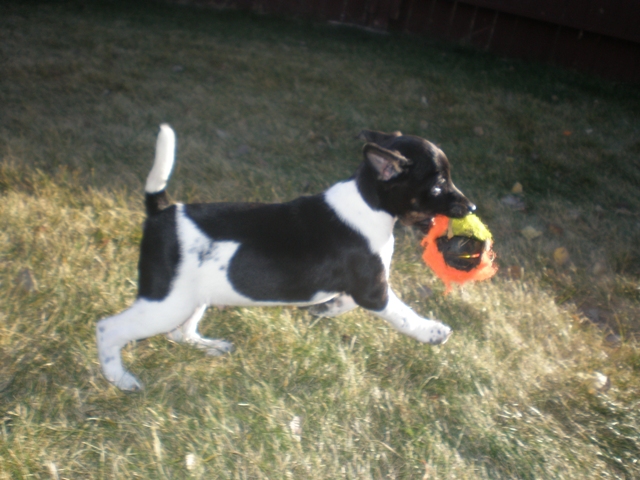 Dudley w torn ball