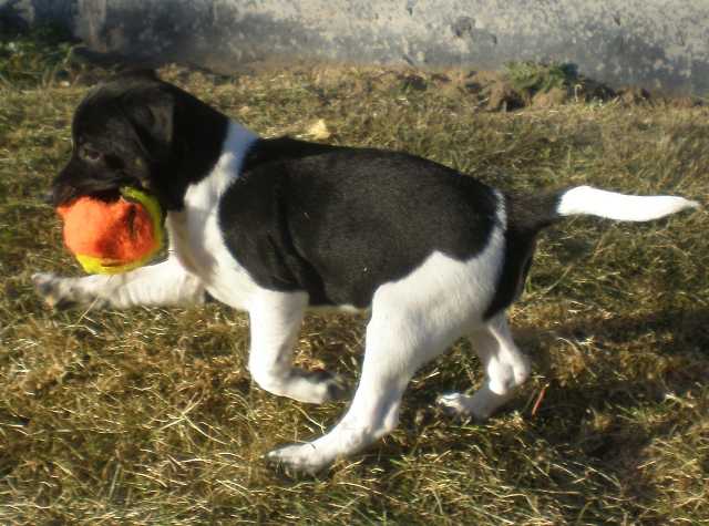 Dudley with ball