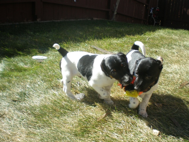 Donald and Dudley tug