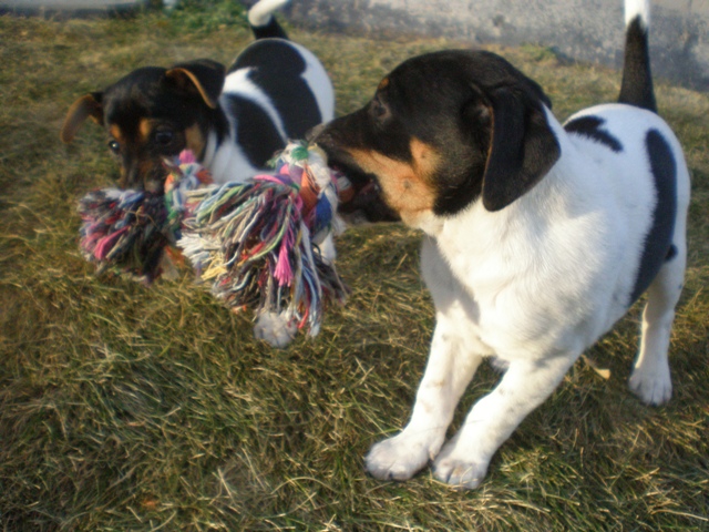 Daphne and Donald tug