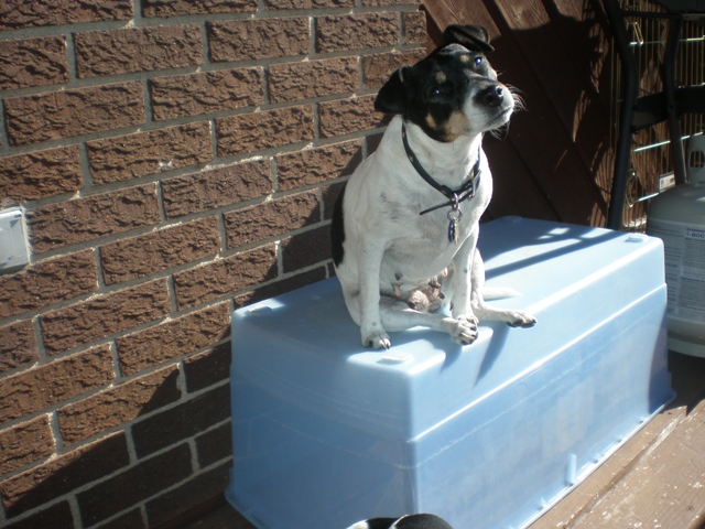 Maddy on the bin