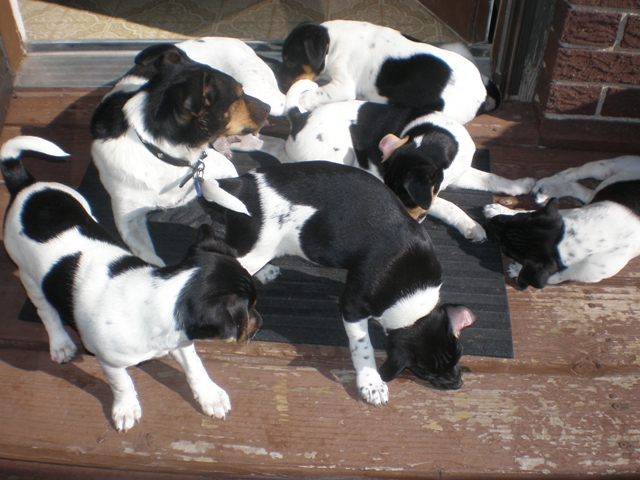 Big pile of Farmdogs