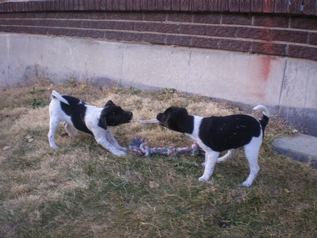 Dory and Dudley tug straw