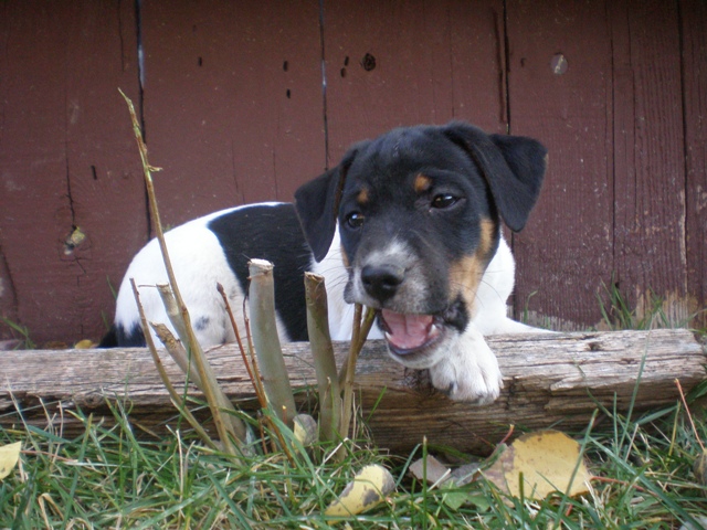 Donald chewing stumps