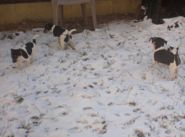 a bunch in the snow