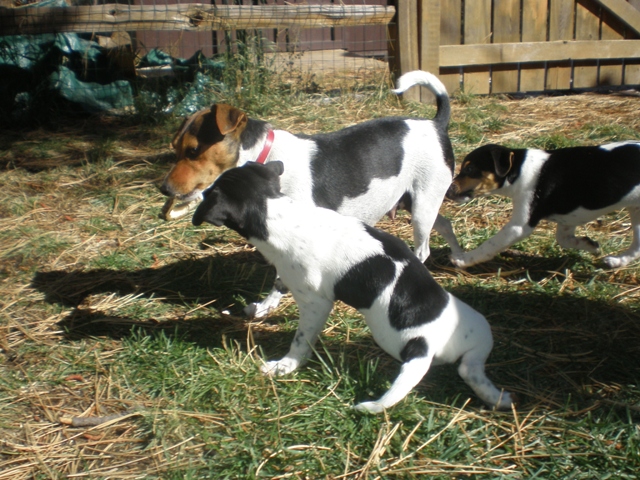 Dory and Daffy chase Greta