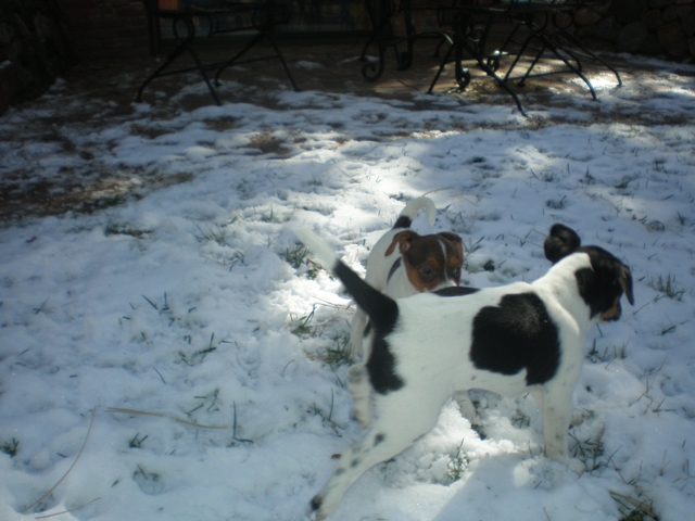 Donald in the snow