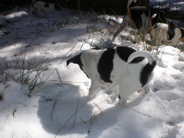 Dory in the snow