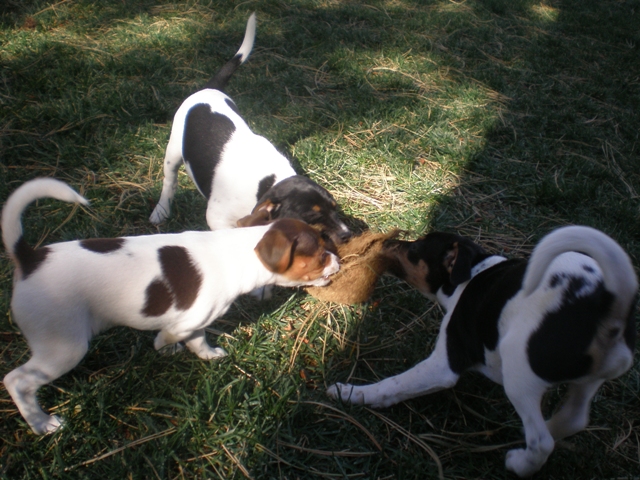 Root tug of war