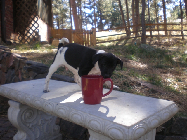 Dudley finds my coffee