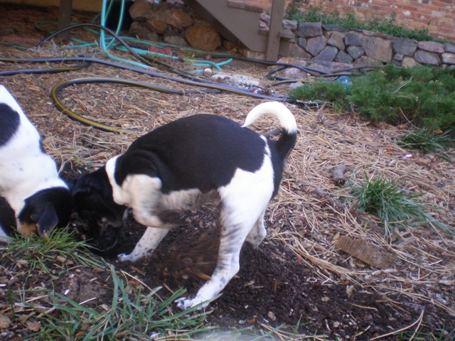 Dudley the digger