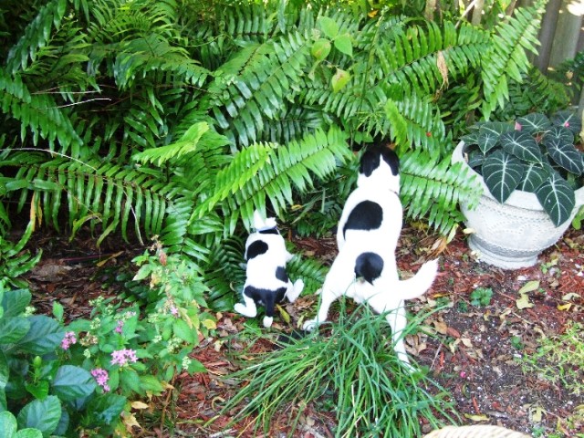 Blues Brothers in the ferns