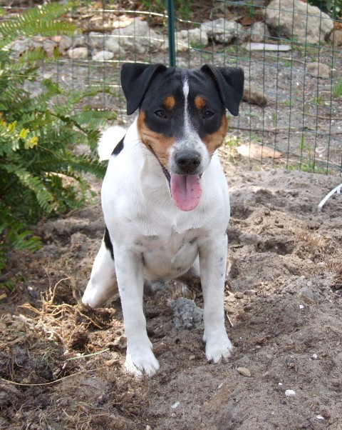 Elwood digging